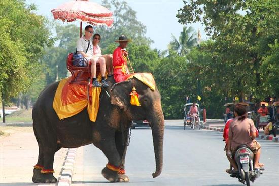 大象是泰国旅游市场的一大特色。现在许多野生动物保护组织也在鼓励游客不要骑大象。 资料图